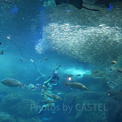新江ノ島水族館（えのすい）：潜水ショー「フィンズ」