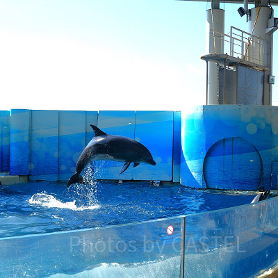新江ノ島水族館（えのすい）：イルカショー「Wave~君の波になりたい~」