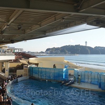 新江ノ島水族館（えのすい）：ショー