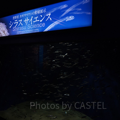新江ノ島水族館（えのすい）：世界初のシラス繁殖展示