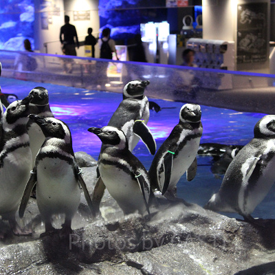 すみだ水族館のイベント