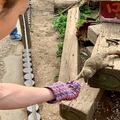 リスに餌やり体験！