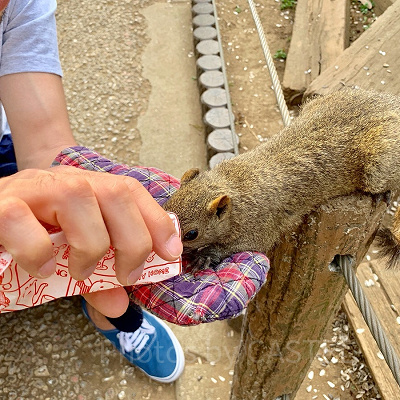リスに餌やり体験！