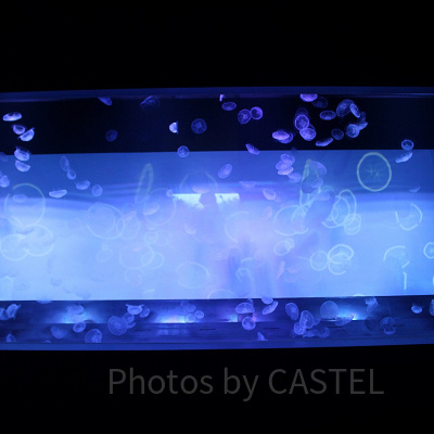 幻想的なクラゲの水槽