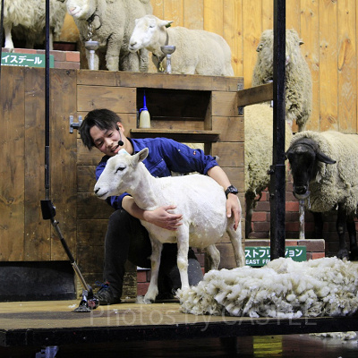 もこもこの羊がみるみるうちにスッキリ！