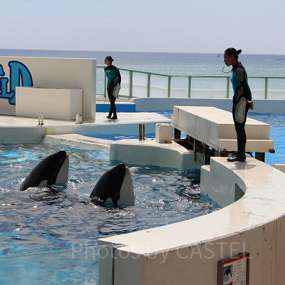 鴨シーでは4頭のシャチが活躍中