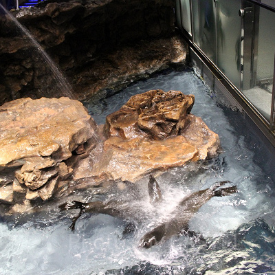 飼育員さんに水をかけられて大はしゃぎのオットセイ