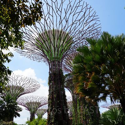 ガーデンズバイザベイ：スーパーツリーグローブ