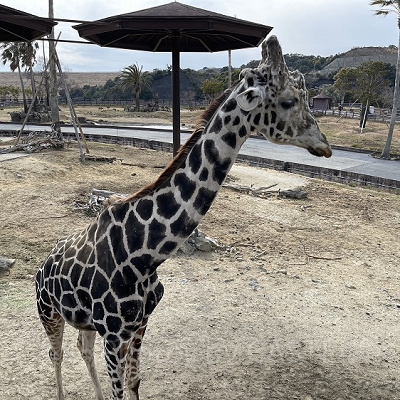 サファリエリアのキリン