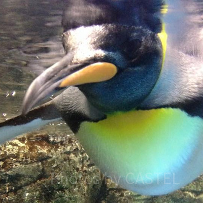 八景島シーパラダイスの駐車場