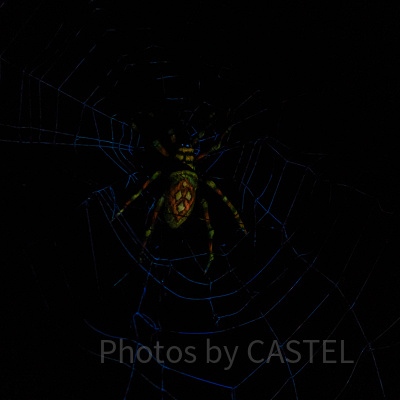 ホーンテッドマンション：蜘蛛