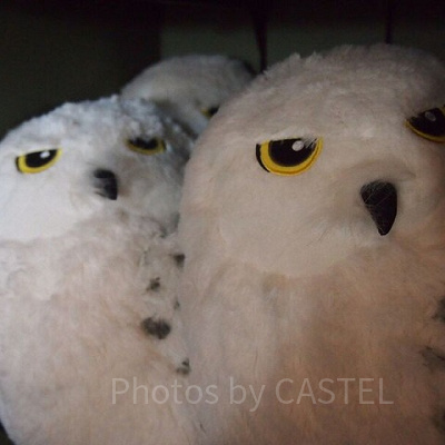 ヘドウィグのグッズ