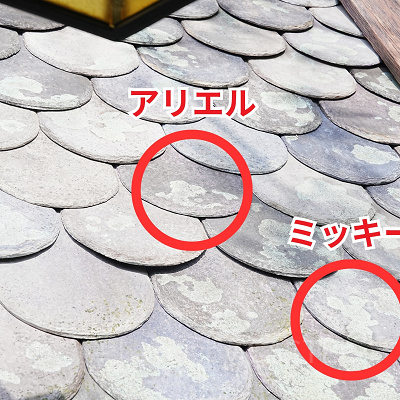 隠れアリエル〔ハンドウォッシングエリア〕