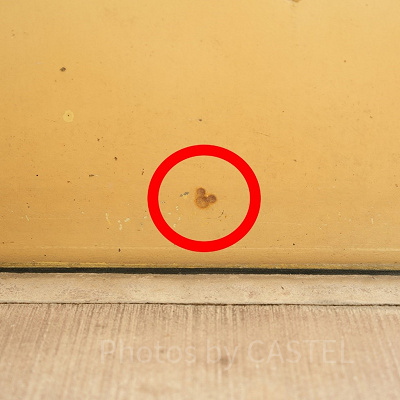 モンスターズインクの隠れミッキー：Qラインの植え込み