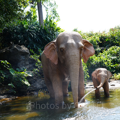 香港ディズニーランド:旅行代理店ツアーのデメリット