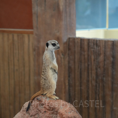 香港オーシャンパーク：ミーアキャット