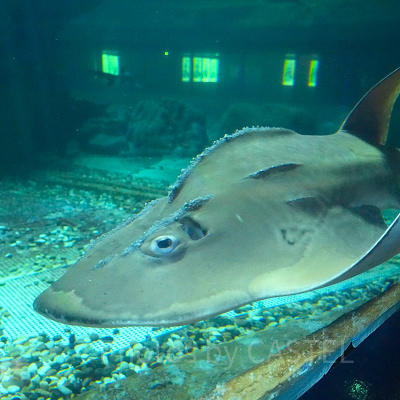 香港オーシャンパーク：シャークミスティーク