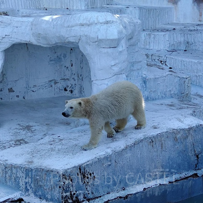 人気者のシロクマのホウちゃん
