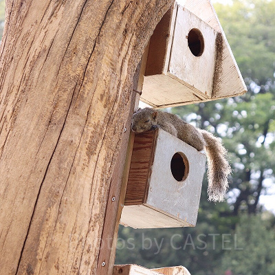 【時間】営業時間、休園日