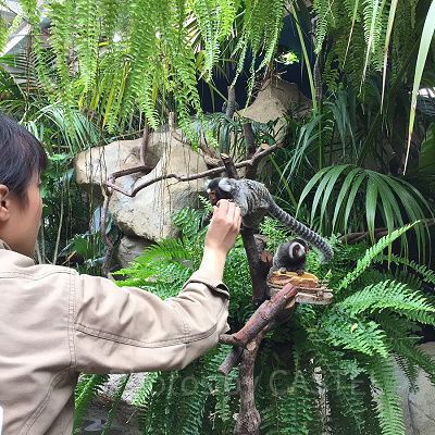 那須どうぶつ王国の入場料金をお得にする方法