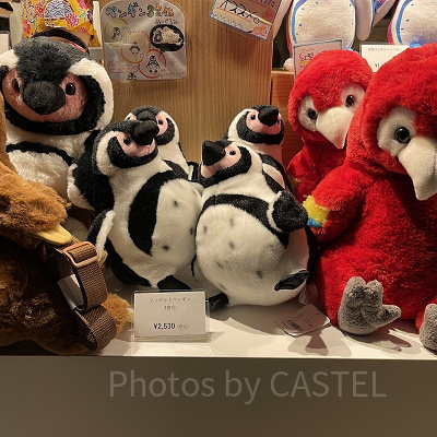 フンボルトペンギン3変化