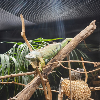 イグアナとマーモセットが一緒に生活