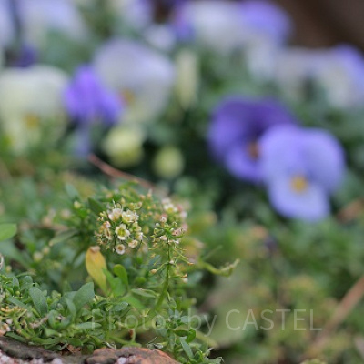クリッターカントリーの花壇です。