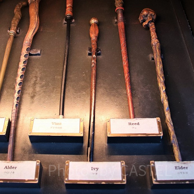 ツタ（9/30～10/27）