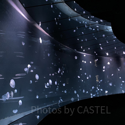 海月空感のクラゲパノラマ