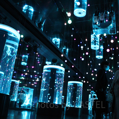 ジェリーフィッシュランブル