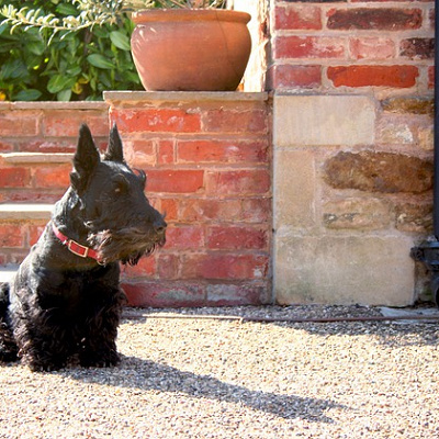 ジョックの犬種は「スコティッシュ・テリア」