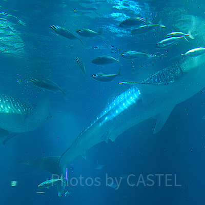 海遊館のジンベエザメ