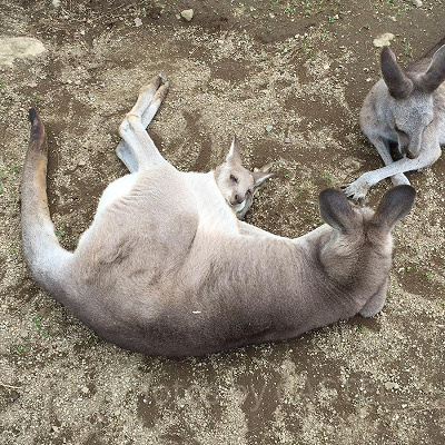 子育て中のカンガルー／那須どうぶつ王国