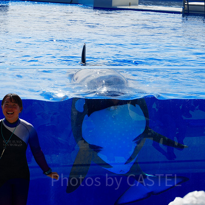神戸須磨シーワールドのシャチショー：シャチの豆知識
