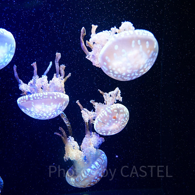 神戸須磨シーワールド：弁当・水筒の持ち込みは原則できないので注意！