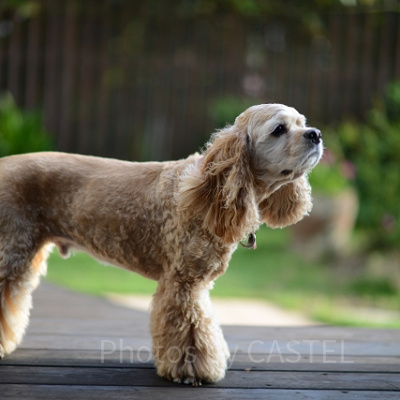 レディの犬種は「アメリカン・コッカー・スパニエル」