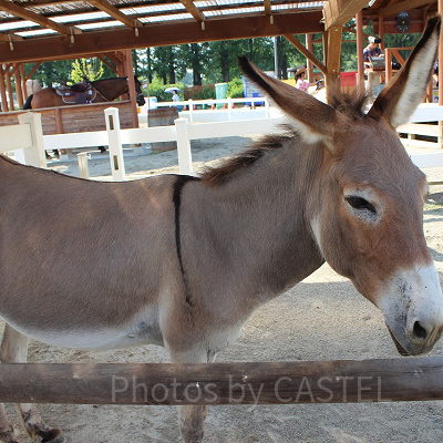 おっとりしたロバのちひろにご飯をあげよう