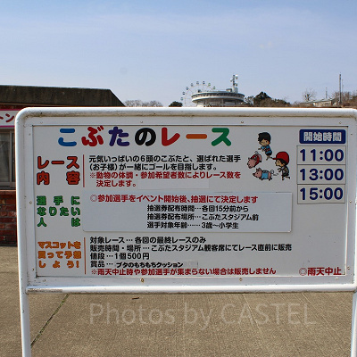 こぶたのレース