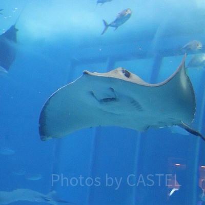 美ら海水族館のマンタ