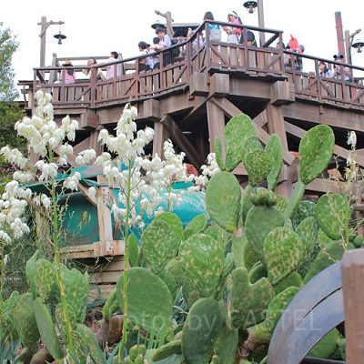 ビッッグサンダーマウンテンの周りにはたくさんの植物が植えられえています。