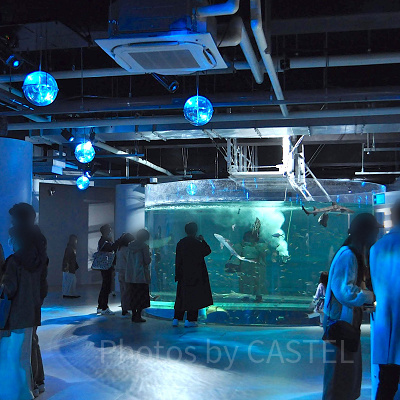 MARINE NOTE 生命のゆらぎ