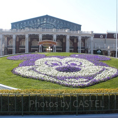 ミッキーの花壇は季節によって全く違う表情に