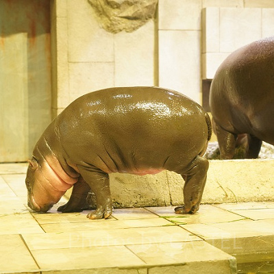 ミニカバの赤ちゃん