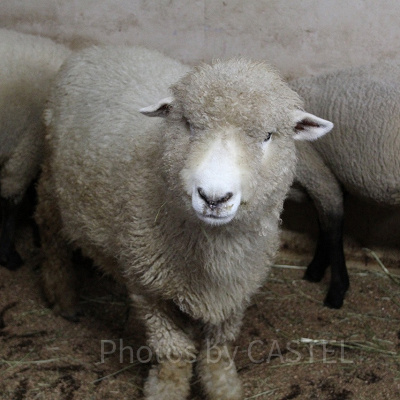 かわいい動物たちに会えるマザー牧場