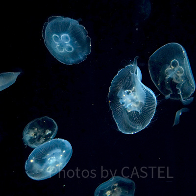 神秘的なクラゲ