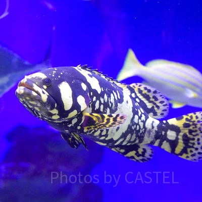 新江ノ島水族館（えのすい）：「新」がつく理由