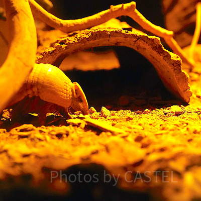 ナイトサファリ：アルマジロ