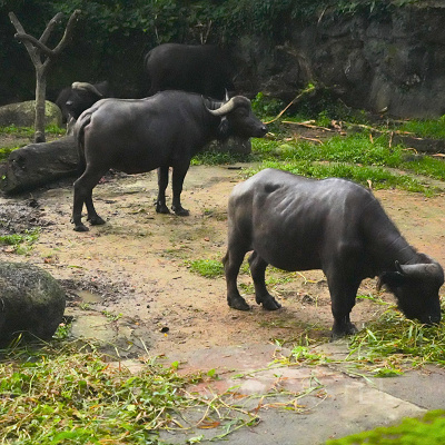 ナイトサファリ：水牛