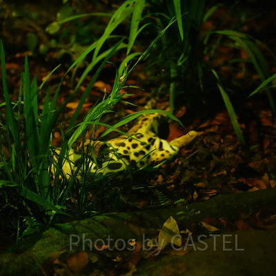 ナイトサファリ：ウンピョウ