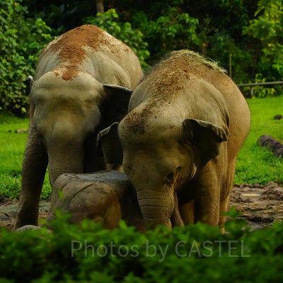 ナイトサファリ：ゾウ